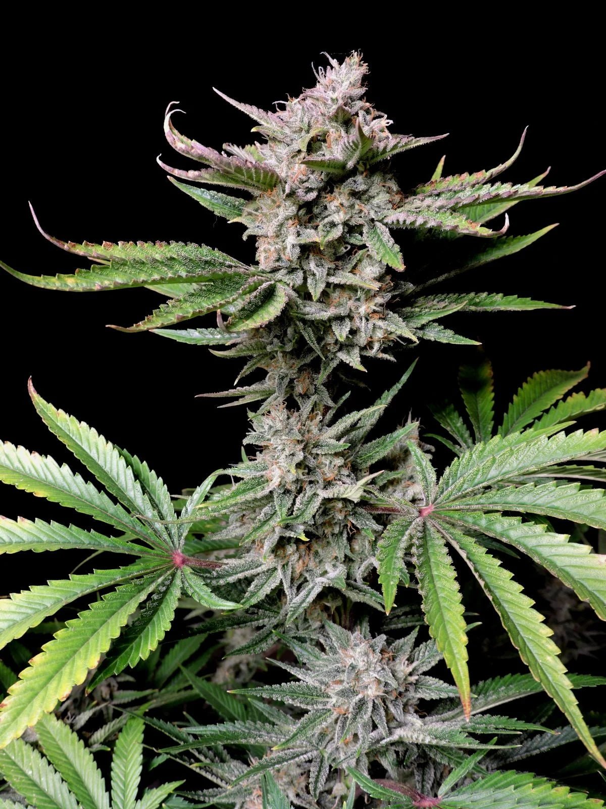 Cherry Cola Auto - Cannaseuse - Curated Genetics - 42 Fast Buds