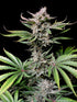Cherry Cola Auto - Cannaseuse - Curated Genetics - 42 Fast Buds