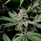 Cherry Cola Auto - Cannaseuse - Curated Genetics - 42 Fast Buds