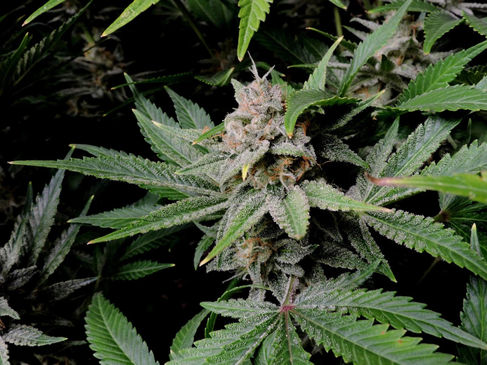 Cherry Cola Auto - Cannaseuse - Curated Genetics - 42 Fast Buds