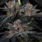 Perfect Tree Seeds-Cherry Crisp