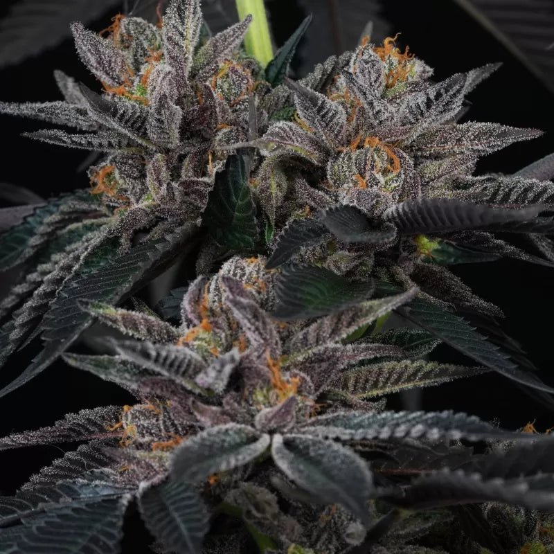 Perfect Tree Seeds-Cherry Crisp