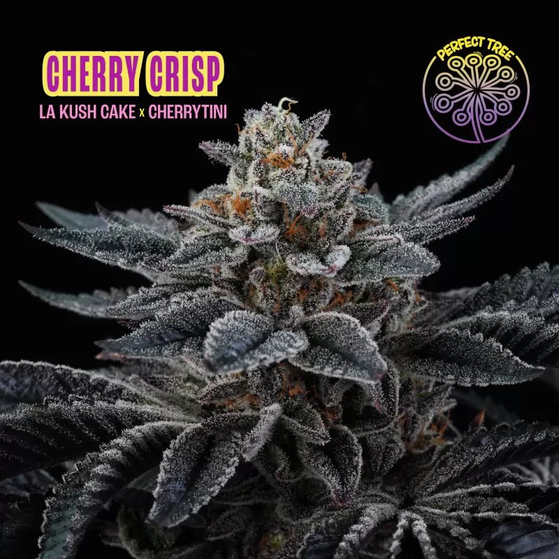 Perfect Tree Seeds-Cherry Crisp