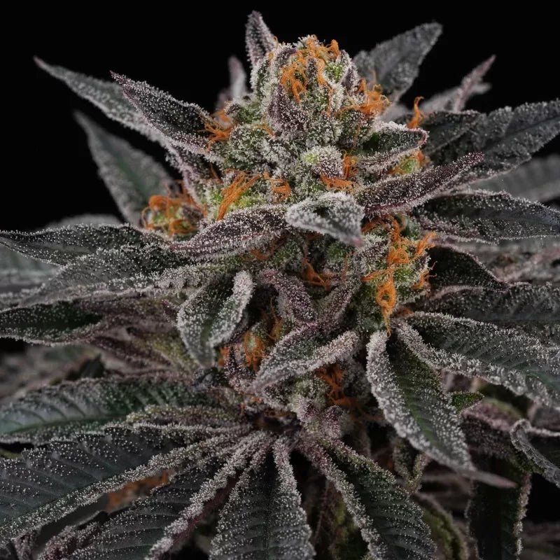 Cherry Crisp