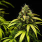 Cherry Pie Auto - Cannaseuse - Curated Genetics - Royal Queen Seeds
