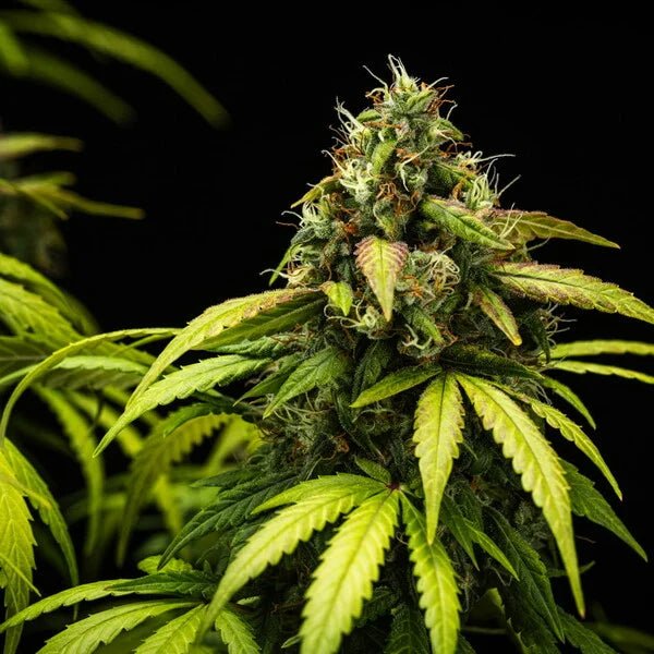 Cherry Pie Auto - Cannaseuse - Curated Genetics - Royal Queen Seeds