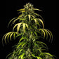 Cherry Pie Auto - Cannaseuse - Curated Genetics - Royal Queen Seeds