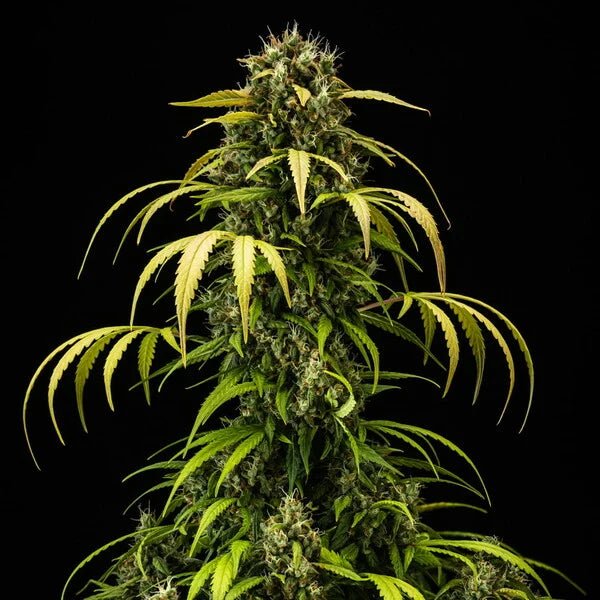 Cherry Pie Auto - Cannaseuse - Curated Genetics - Royal Queen Seeds