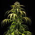 Cherry Pie Auto - Cannaseuse - Curated Genetics - Royal Queen Seeds