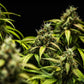Cherry Pie Auto - Cannaseuse - Curated Genetics - Royal Queen Seeds