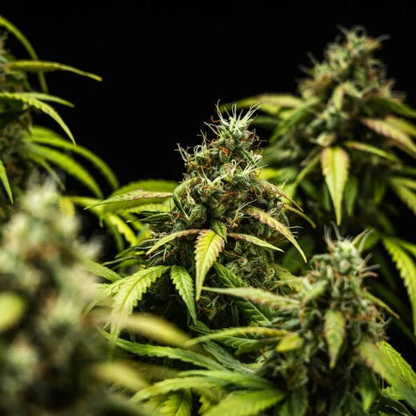 Cherry Pie Auto - Cannaseuse - Curated Genetics - Royal Queen Seeds
