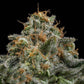 Cherry Pie - Cannaseuse - Curated Genetics - Royal Queen Seeds