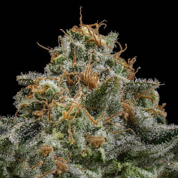 Cherry Pie - Cannaseuse - Curated Genetics - Royal Queen Seeds