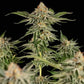 Cherry Pie - Cannaseuse - Curated Genetics - Royal Queen Seeds