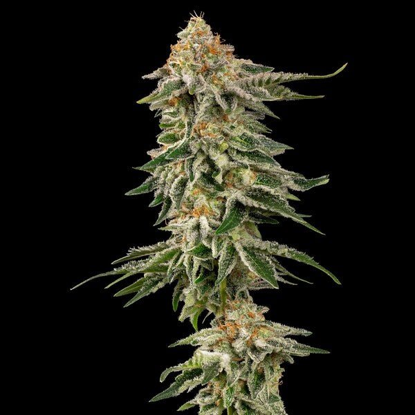 Cherry Pie - Cannaseuse - Curated Genetics - Royal Queen Seeds