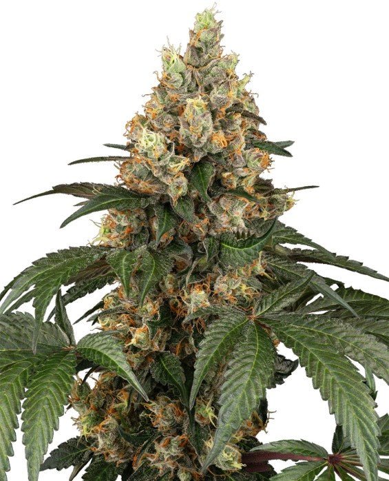 Chocolate Rainbow XXL - Cannaseuse - Curated Genetics - Sensi Seeds