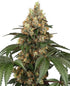 Sensi Seeds-Chocolate Rainbow XXL