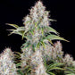 Cinderella Auto - Cannaseuse - Curated Genetics - 42 Fast Buds