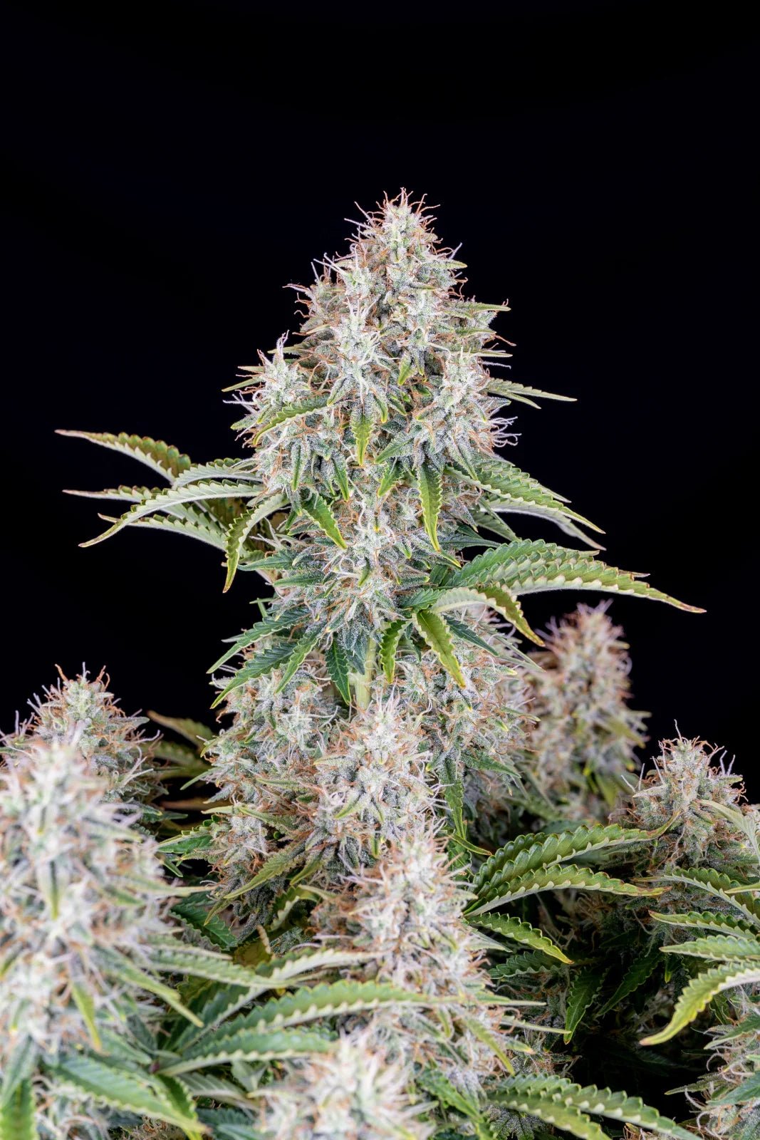 Cinderella Auto - Cannaseuse - Curated Genetics - 42 Fast Buds