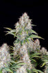 Cinderella Auto - Cannaseuse - Curated Genetics - 42 Fast Buds