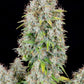 Cinderella Auto - Cannaseuse - Curated Genetics - 42 Fast Buds