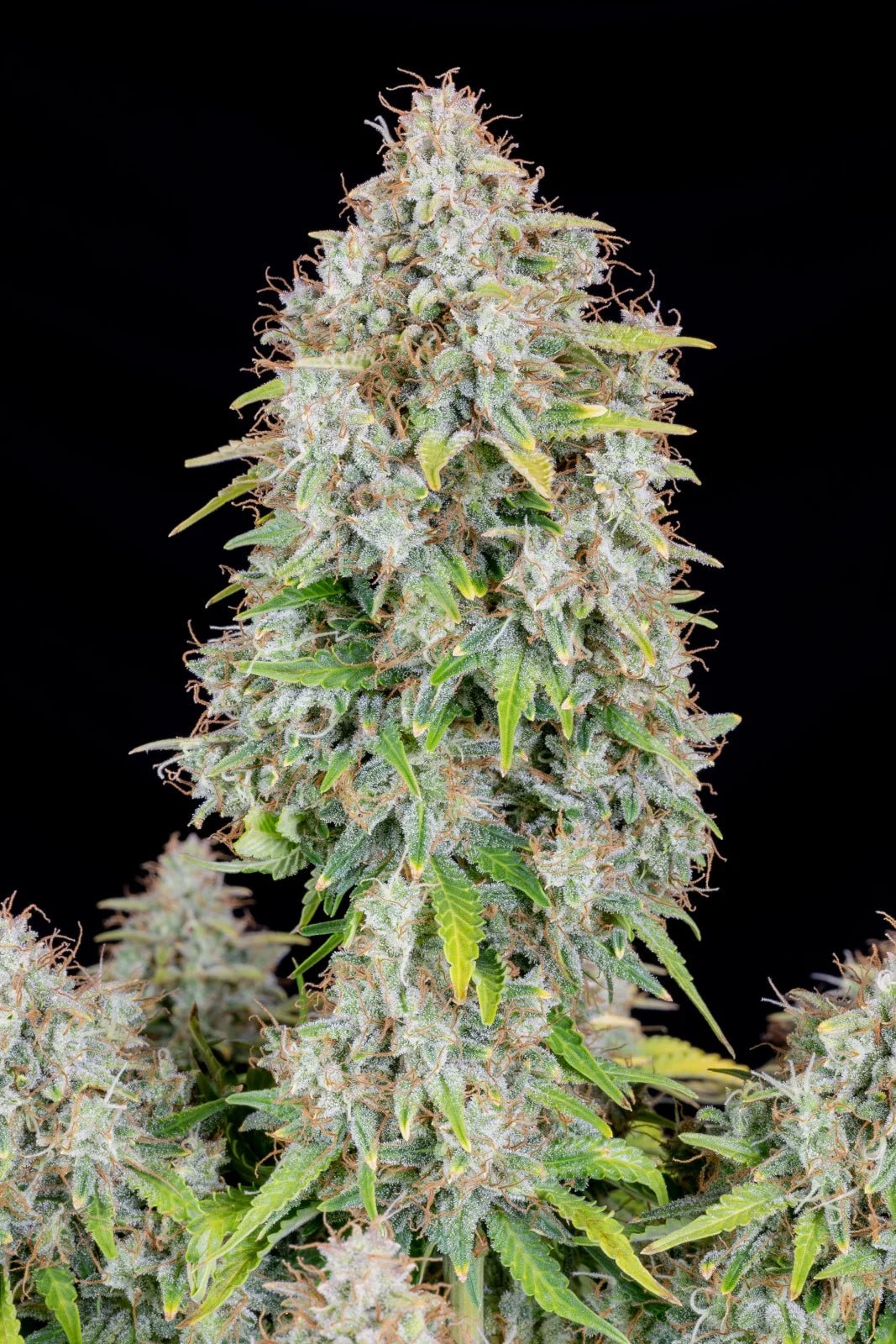 Cinderella Auto - Cannaseuse - Curated Genetics - 42 Fast Buds