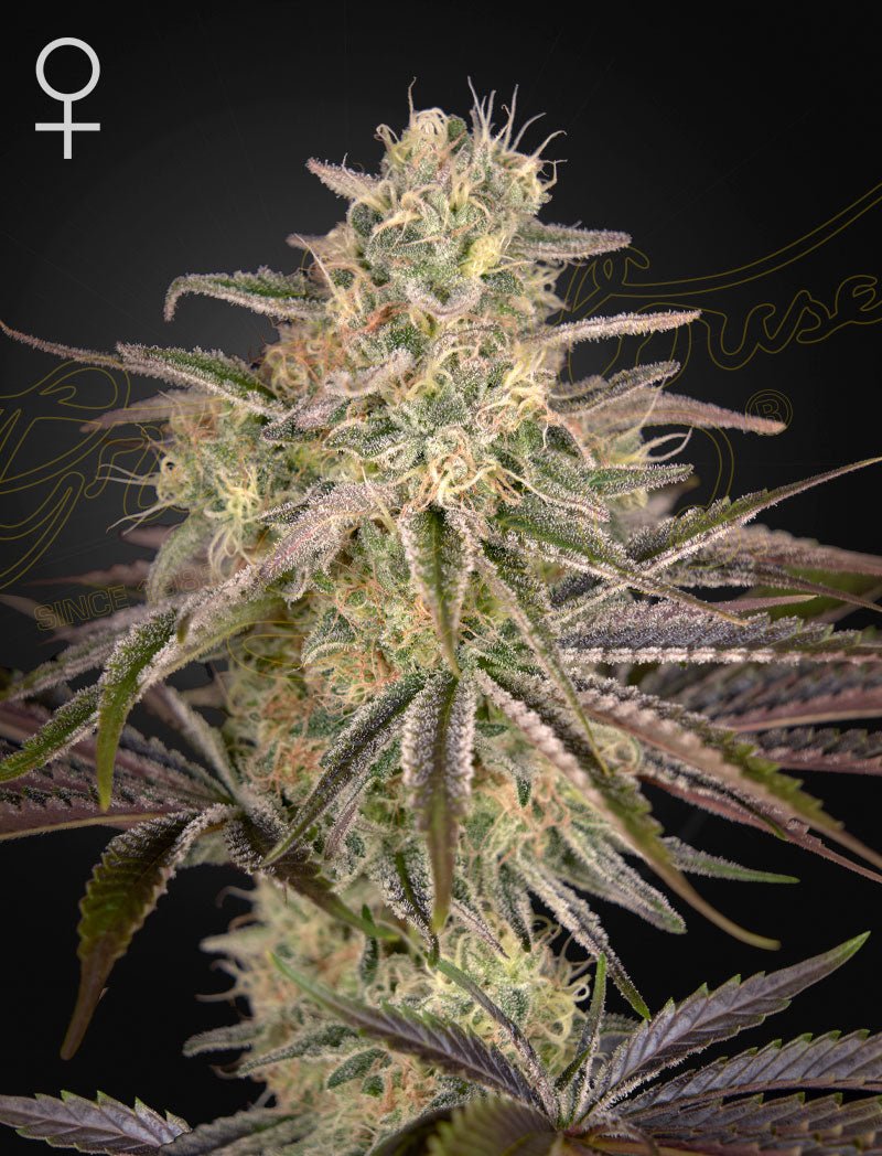 Green House Seeds-Cloud Walker