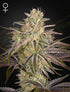 Green House Seeds-Cloud Walker