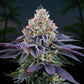 Perfect Tree Seeds-Coco Fresh