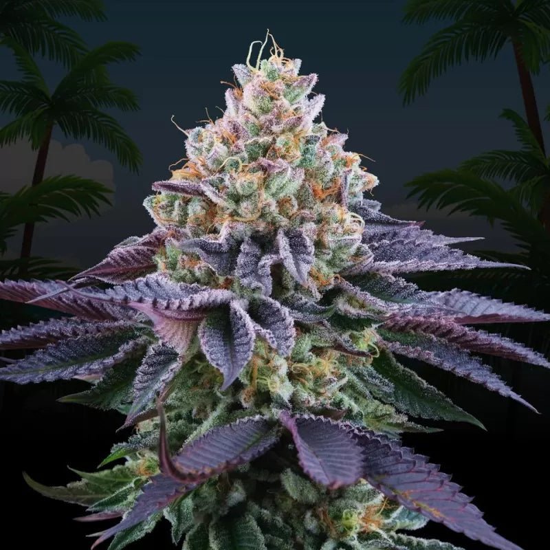 Perfect Tree Seeds-Coco Fresh