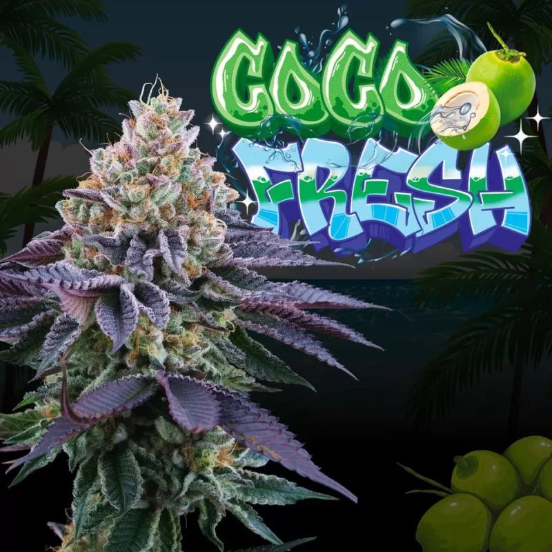 Coco Fresh
