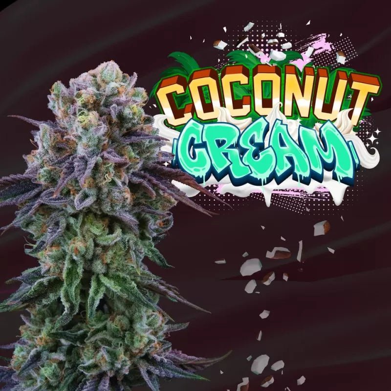 Coconut Cream