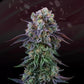 Perfect Tree Seeds-Coconut Cream
