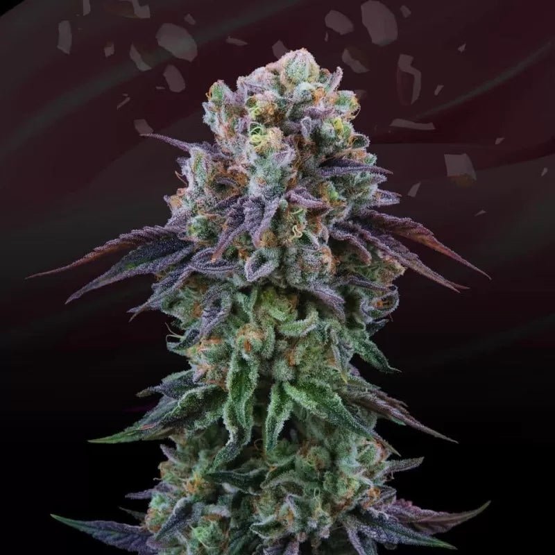 Perfect Tree Seeds-Coconut Cream