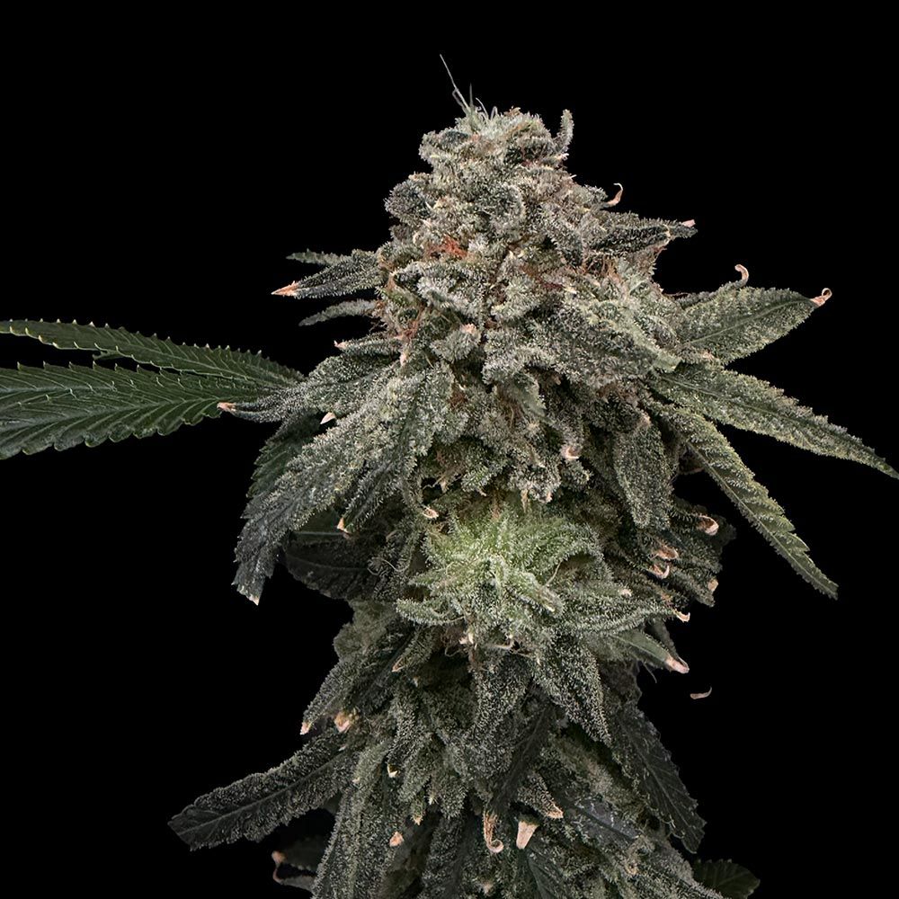 Common Wealth Seed Co-Briar Patch