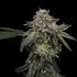 Common Wealth Seed Co-Briar Patch