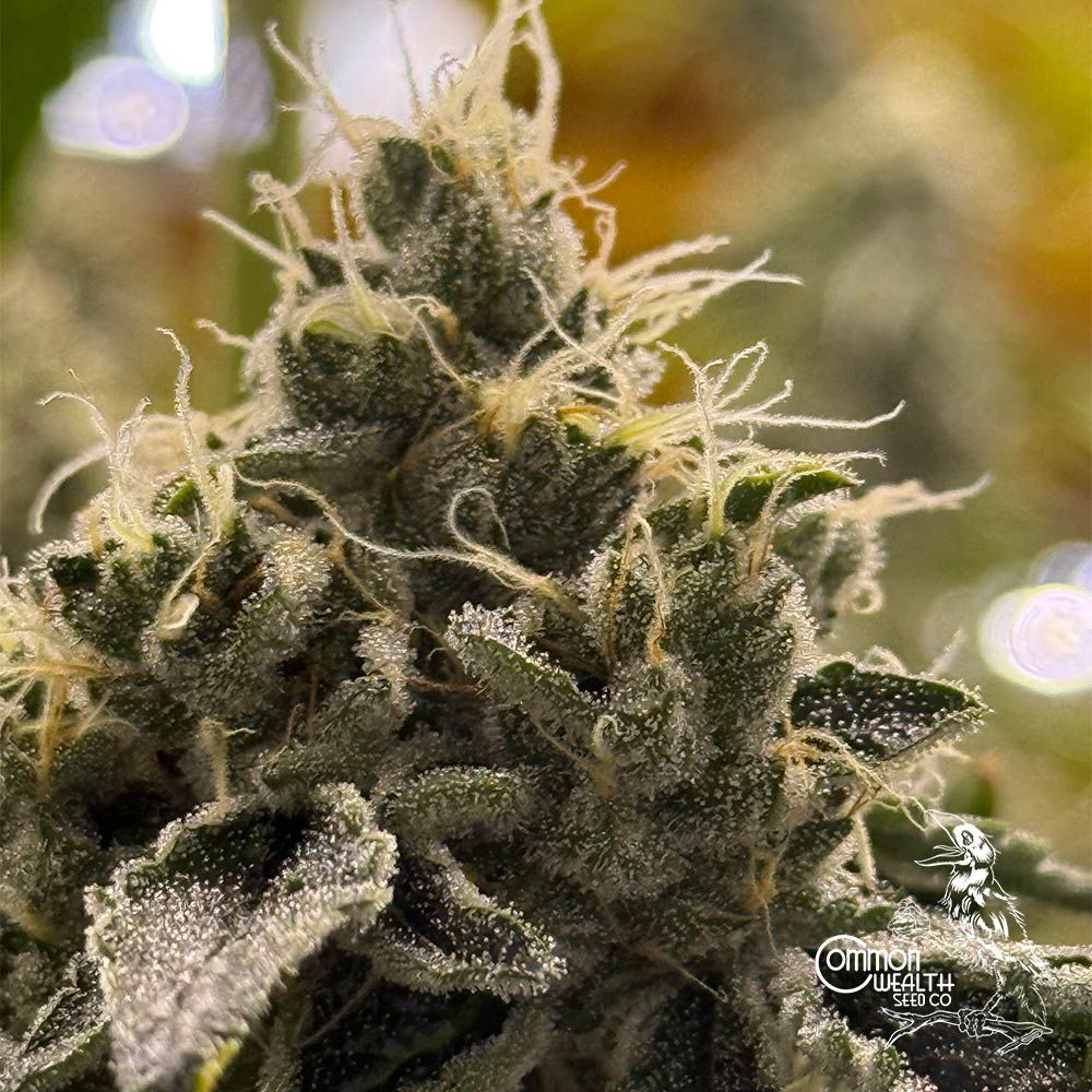 Common Wealth Seed Co-Doomsday