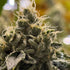Common Wealth Seed Co-Doomsday