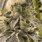 Common Wealth Seed Co-Doomsday