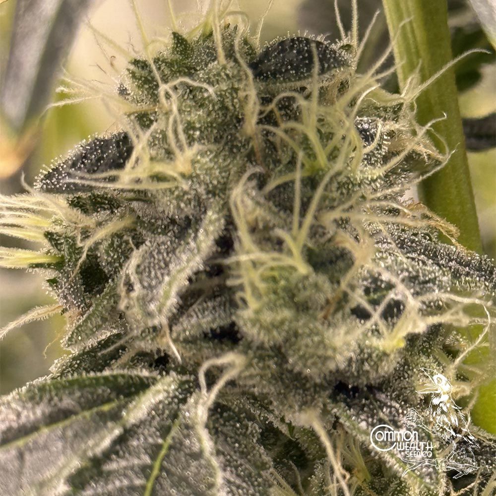 Common Wealth Seed Co-Doomsday