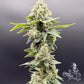 Common Wealth Seed Co-Grape Ghost