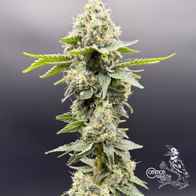 Common Wealth Seed Co-Grape Ghost