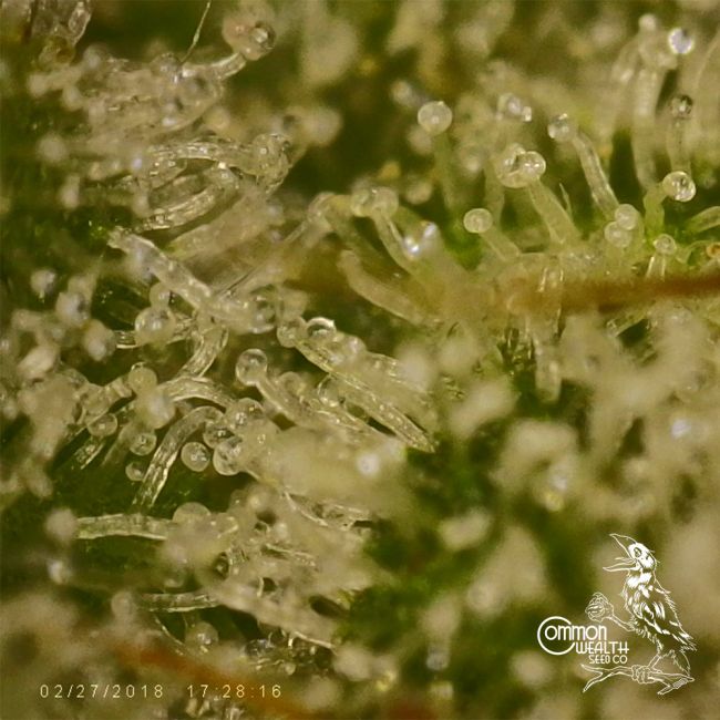 Common Wealth Seed Co-Grape Ghost