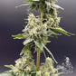 Common Wealth Seed Co-Grape Ghost