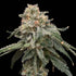 Common Wealth Seed Co-Grape Goblin