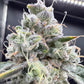 Common Wealth Seed Co-Gushii x Grape Sunshine
