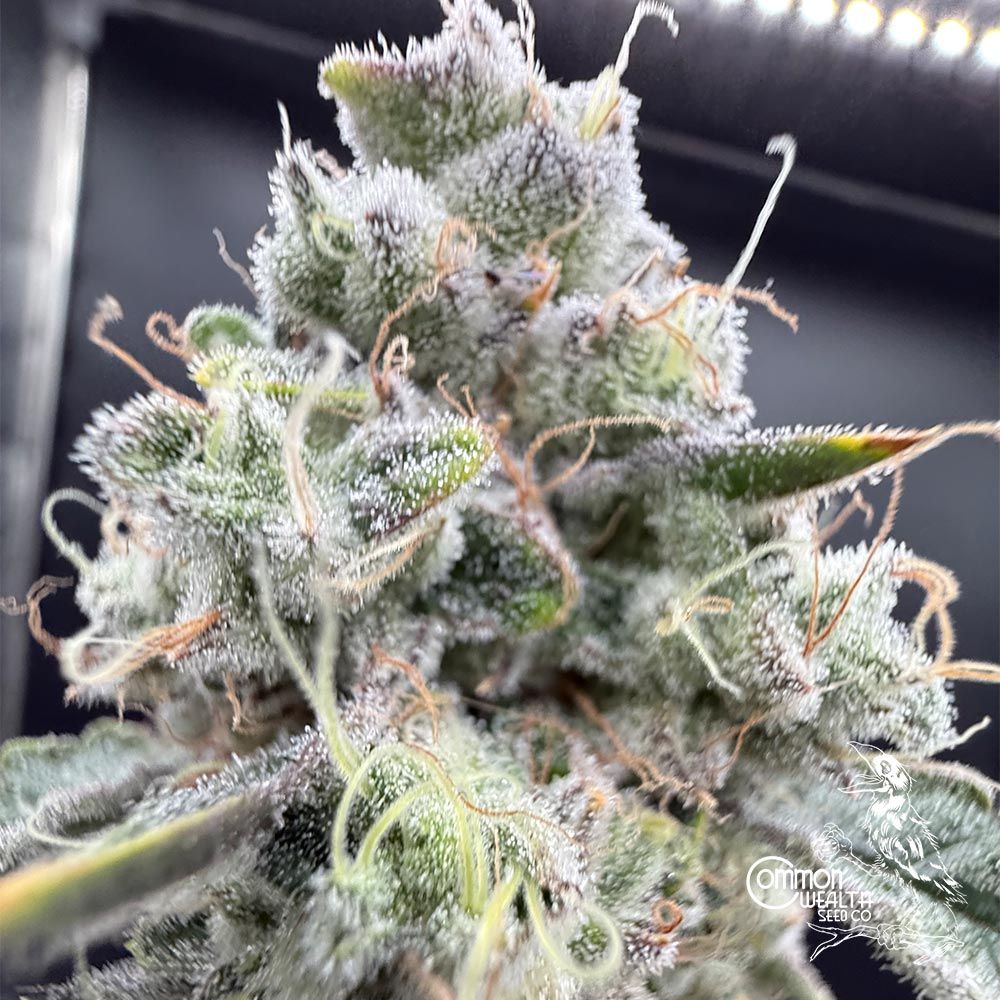 Common Wealth Seed Co-Gushii x Grape Sunshine