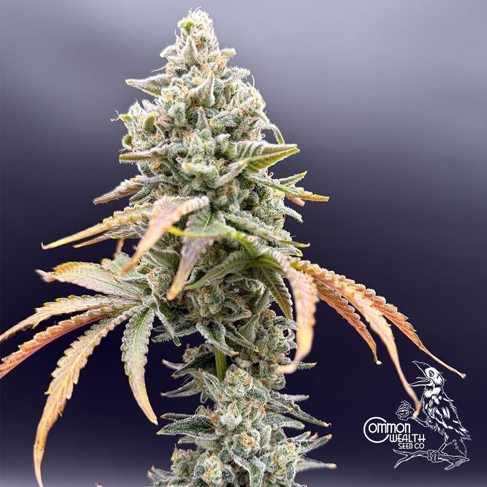 Common Wealth Seed Co-Gushii x Grape Sunshine