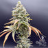 Common Wealth Seed Co-Gushii x Grape Sunshine