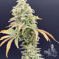 Common Wealth Seed Co-Gushii x Grape Sunshine
